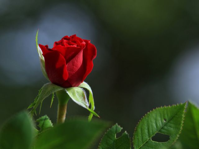 rose-3499375_1920