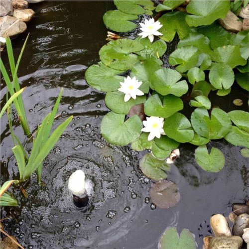 Ubbink-3-Piece-Decorative-Water-Lilies-Set-White-434256-1._w500_